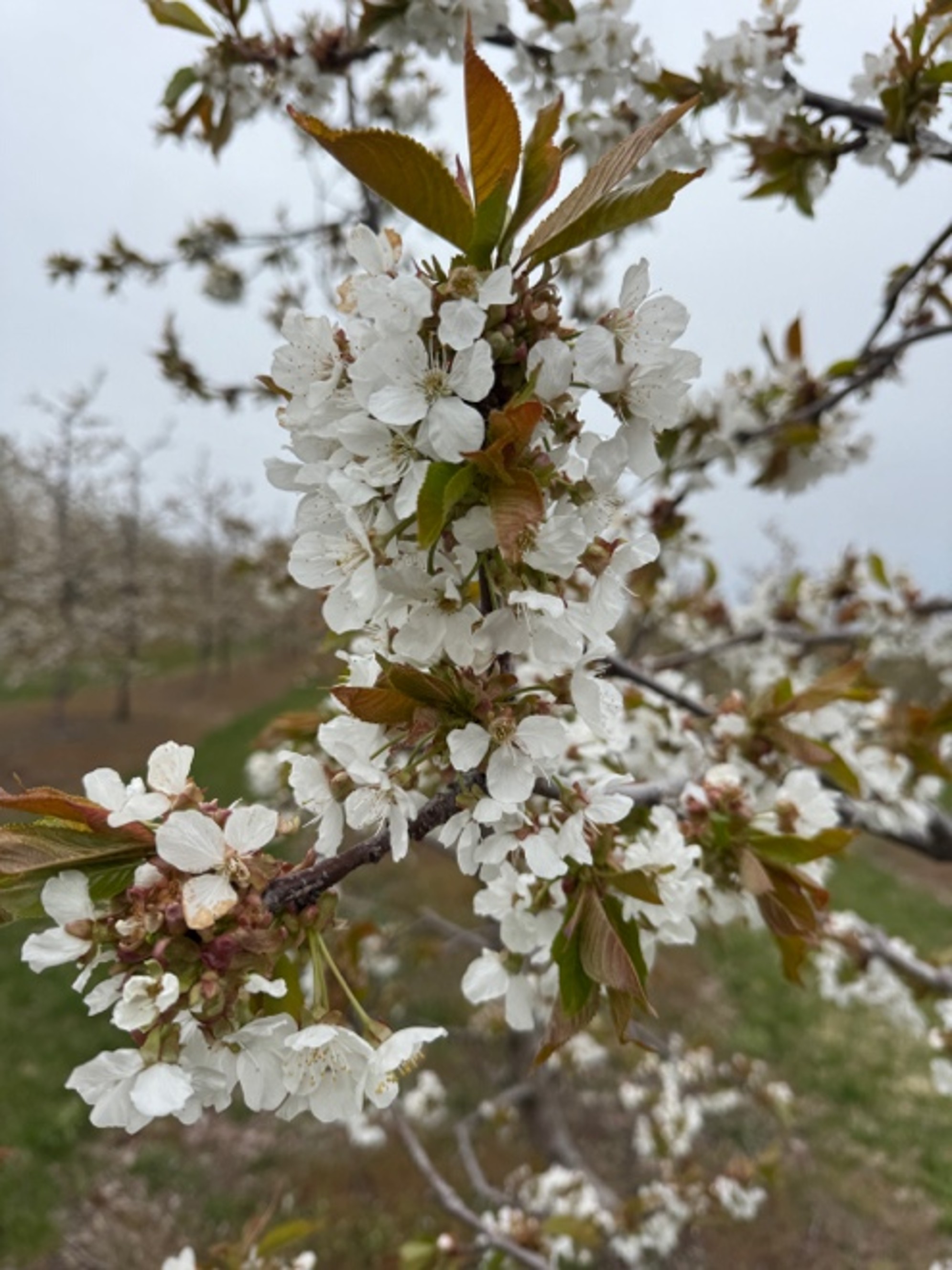 White peach blossoms 